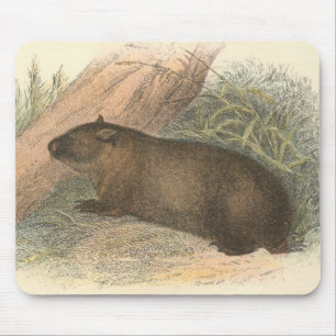Richard Lydekker - Tasmanian Wombat Mouse Pad