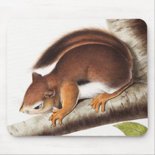 Richardson's Columbian Squirrel Illustration Mouse Pad
