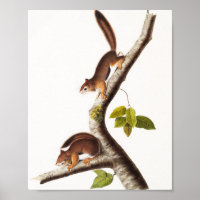 Richardson's Columbian Squirrel Illustration