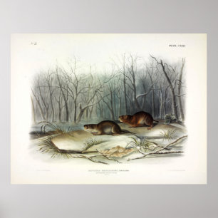 Richardson's Meadow Mouse, Water Vole by Audubon Poster