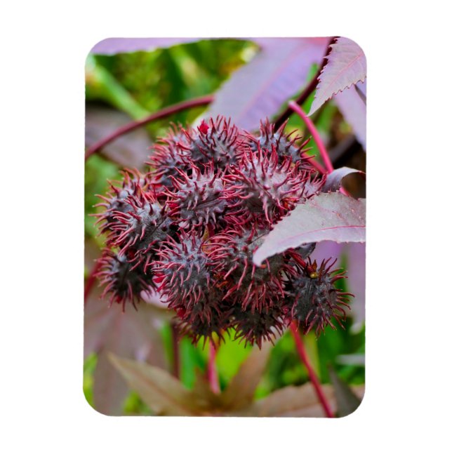 Ricinus communis magnet (Vertical)