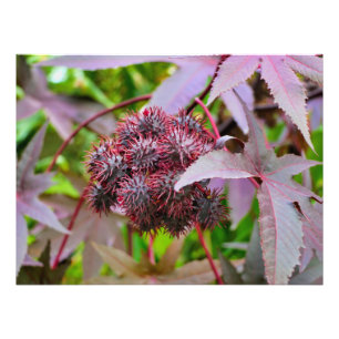 Ricinus communis photo print