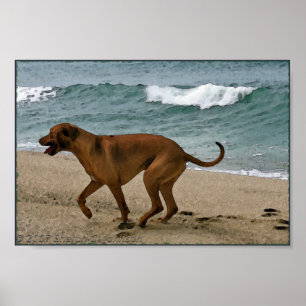 Ridgeback by the Sea Poster
