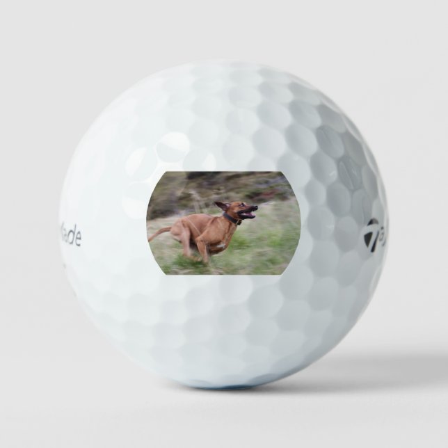 ridgeback running 2 golf balls (Front)