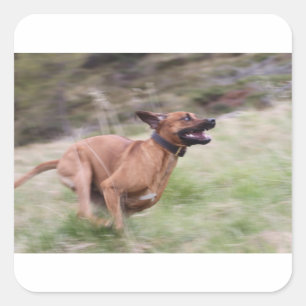 ridgeback running 2 square sticker