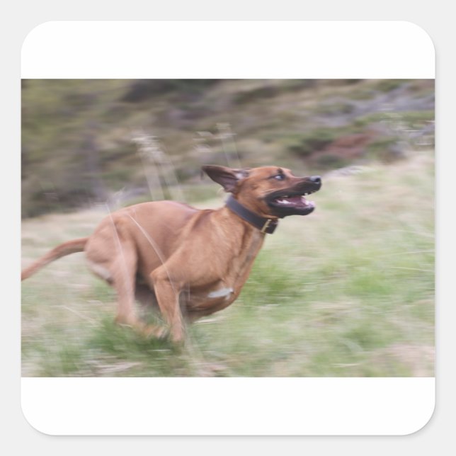 ridgeback running 2 square sticker (Front)