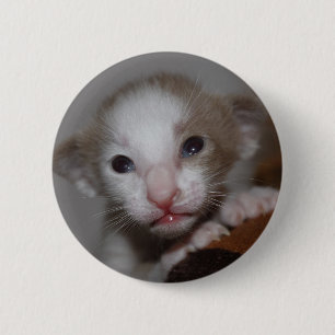 Ridiculously cute baby kitten 6 cm round badge