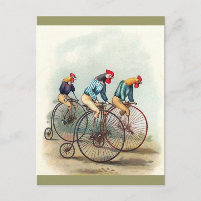 Riding Roosters Postcard (Front)