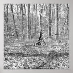 Ridley Creek State Park Poster