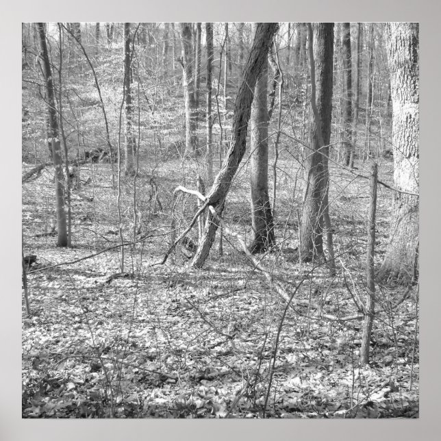 Ridley Creek State Park Poster (Front)