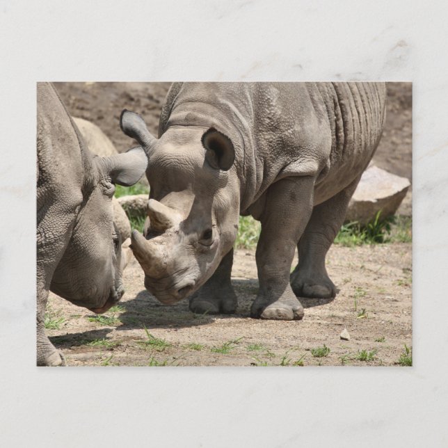 Rinamic Duo Postcard (Front)