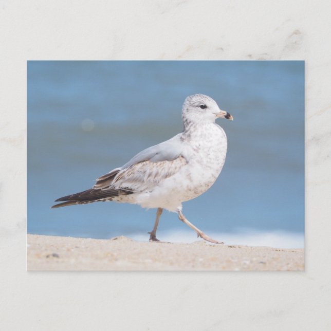 Ring-billed Gull Holiday Postcard (Front)