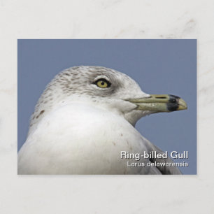 Ring-billed Gull Postcard