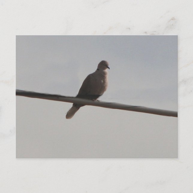Ring Neck Dove Postcard (Front)