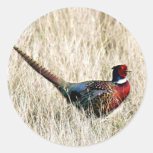 Ring Neck Pheasant in Meadow Classic Round Sticker