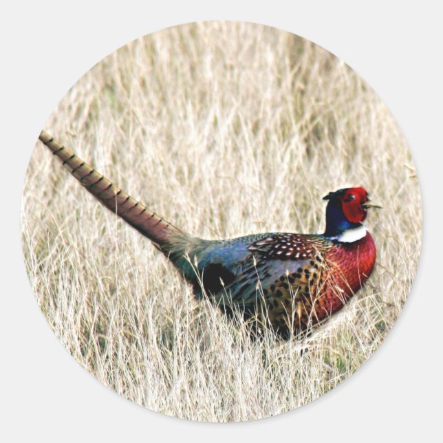 Ring Neck Pheasant in Meadow Classic Round Sticker (Front)
