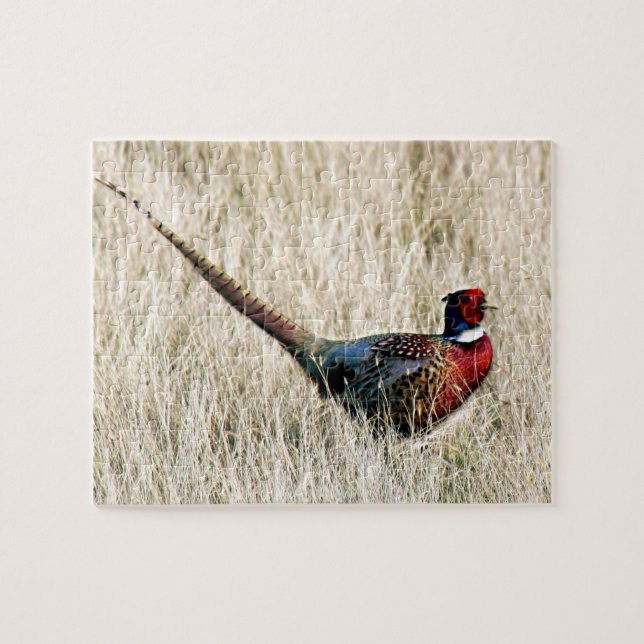 Ring Neck Pheasant in Meadow Jigsaw Puzzle (Horizontal)