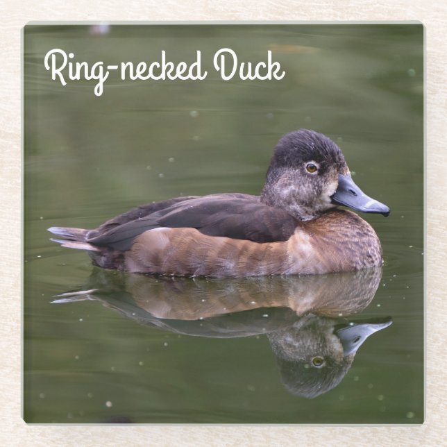Ring-necked Duck Glass Coaster (Front)