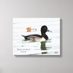 Ring-necked duck male canvas print