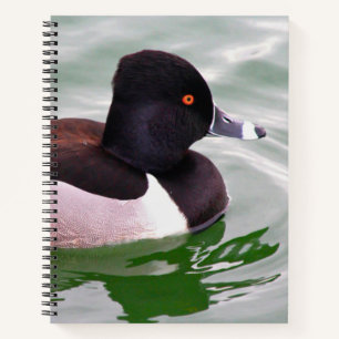 Ring Necked Duck Notebook