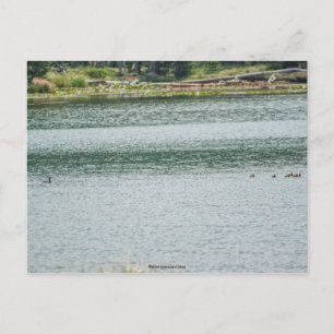 Ring-necked Duck Postcard