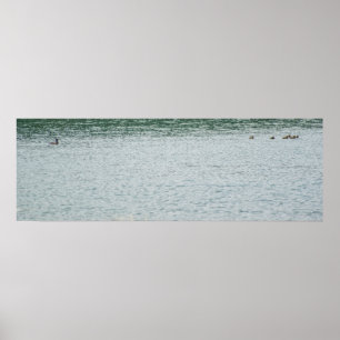 Ring-necked Duck Poster