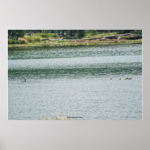 Ring-necked Duck Poster