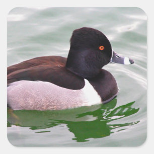 Ring Necked Duck Square Sticker