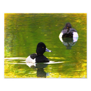 Ring-Necked Ducks Black & White Birds Green Water Photo Print