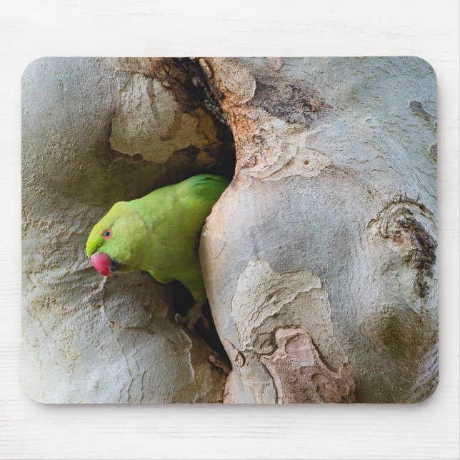 Ring-necked parrot, bird, nature mouse pad (Front)