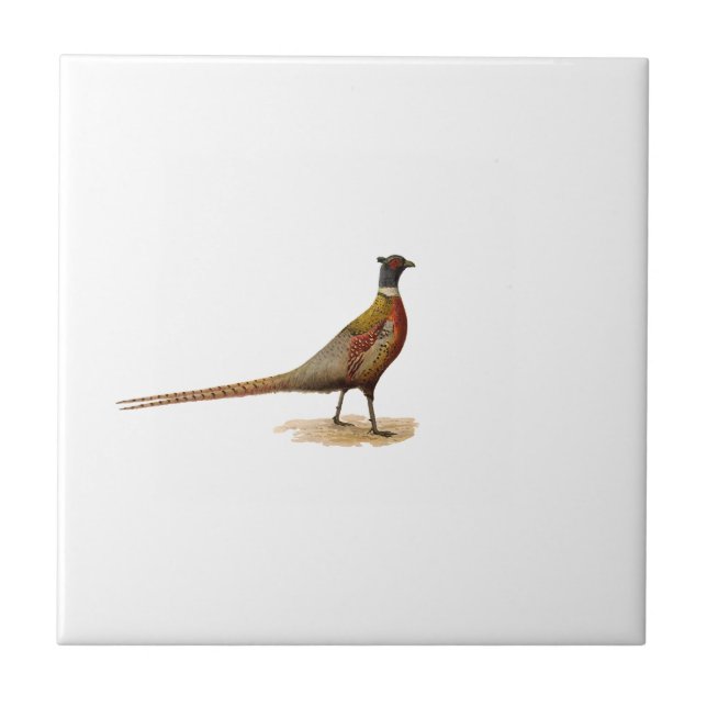 Ring-necked Pheasant Ceramic Tile (Front)