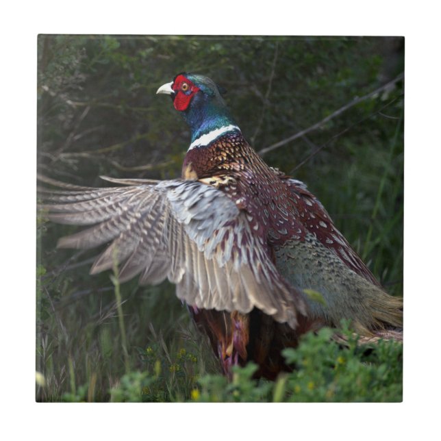 Ring Necked Pheasant Ceramic Tile (Front)