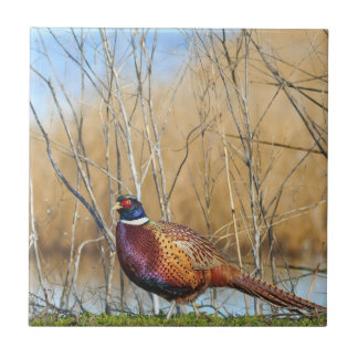 Ring-necked Pheasant Coaster