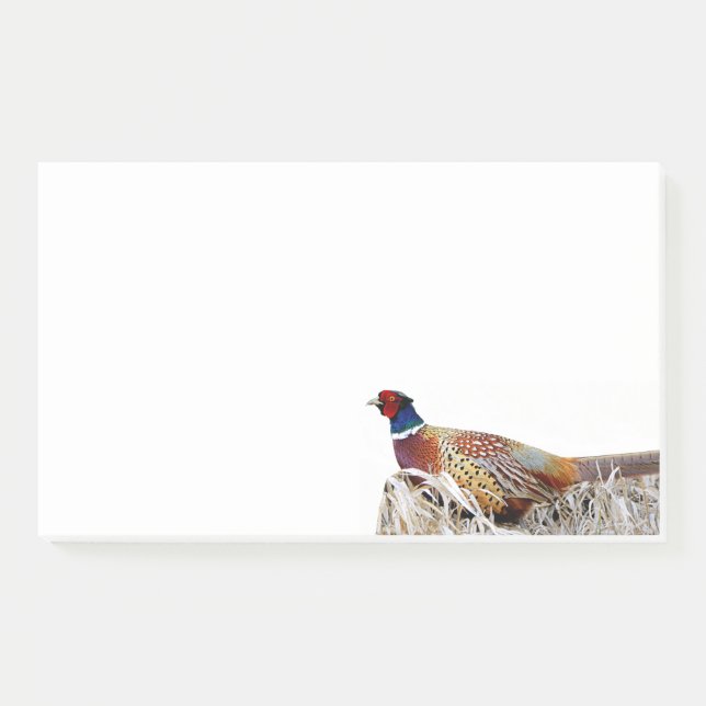 Ring-necked Pheasant Photo 10x6 Notes (Front)