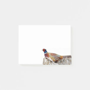 Ring-necked Pheasant Photo 4x3 Notes