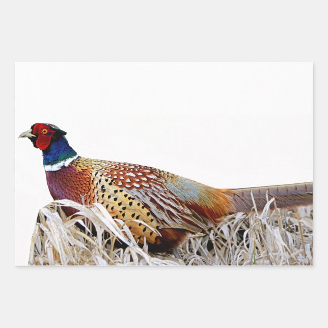 Ring-necked Pheasant Photo Gift Wrap Paper (Front)