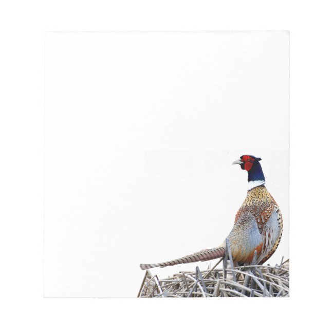 Ring-necked Pheasant Photo Note Pad (Front)