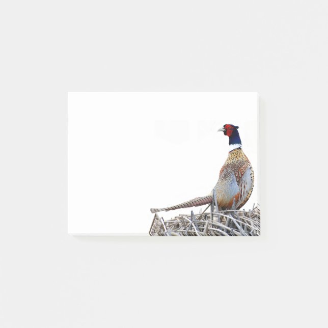 Ring-necked Pheasant Photo Notes (Front)
