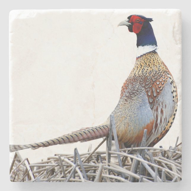 Ring-necked Pheasant Photo Stone Trivet Coaster (Front)