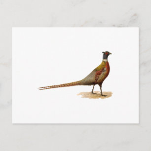 Ring-necked Pheasant Postcard