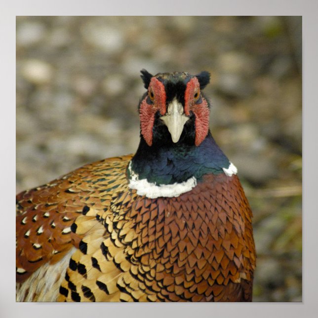 Ring Necked Pheasant Poster (Front)