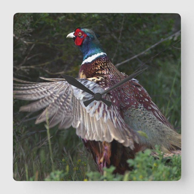 Ring Necked Pheasant Square Wall Clock (Front)