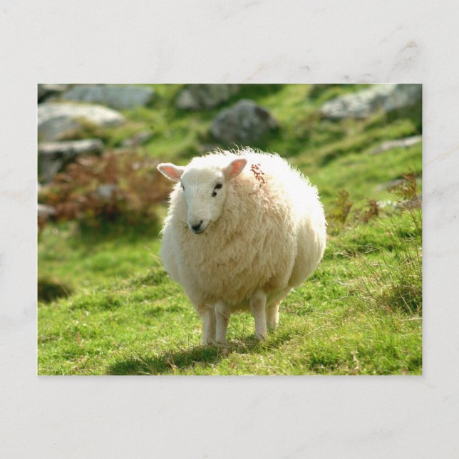 Ring of Kerry Sheep Postcard (Front)