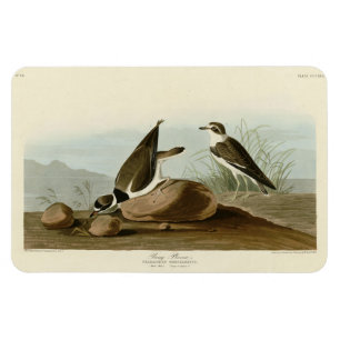 Ring Plover from Audubon's Birds of America Magnet