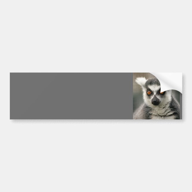 ring tail lemur bumper sticker (Front)