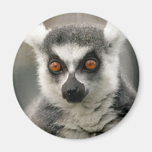 ring tail lemur magnet
