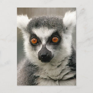 ring tail lemur postcard