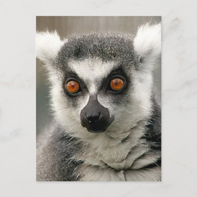 ring tail lemur postcard (Front)