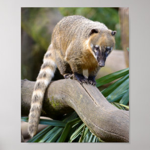 Ring-tailed Coati on branch Poster