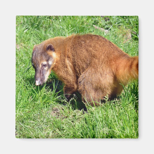 Ring-tailed Coati on grass Magnet (Front)